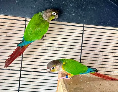 Birds