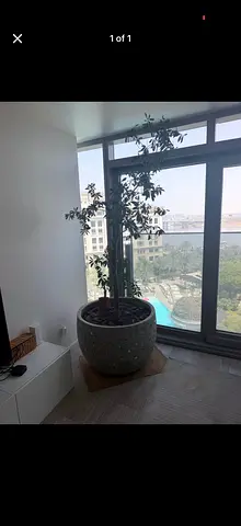 Olive tree + Large indoor potted tree with decorative concrete planter