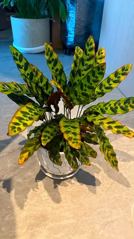 Calathea lancifolia (Rattlesnake Plant) healthy potted indoor plant