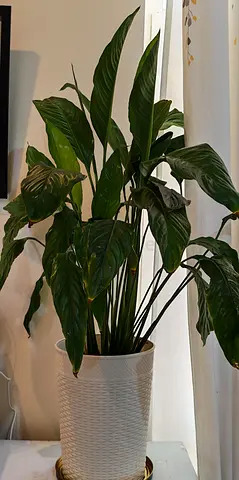 Peace lilly