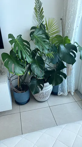 Collection of potted indoor plants (Monstera & palms) - healthy, ready to rehome