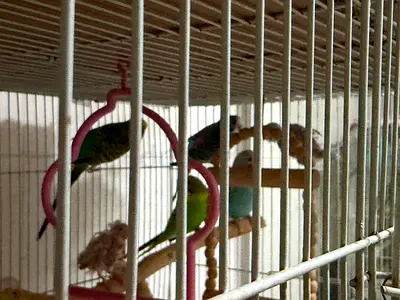 Budgie 4month old available
