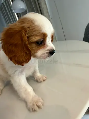 For Adoption Cute Cavalier King Charles puppy — male,  8 weeks old, friendly