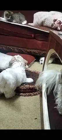 أبو ظبي