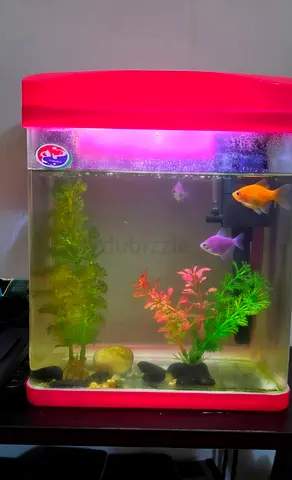 Small pink LED home aquarium with fish and plants