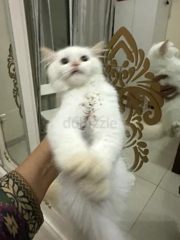 Beautiful Himalayan red point and persian three layer kitten 3 months old