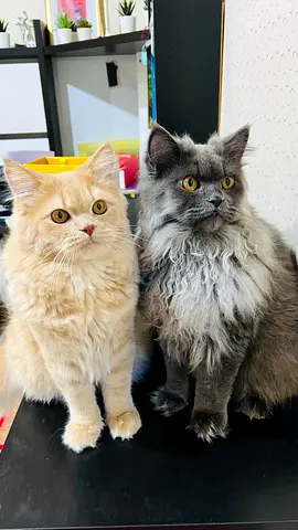 Persian cats for free adoption