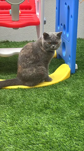British shorthair female for adoption