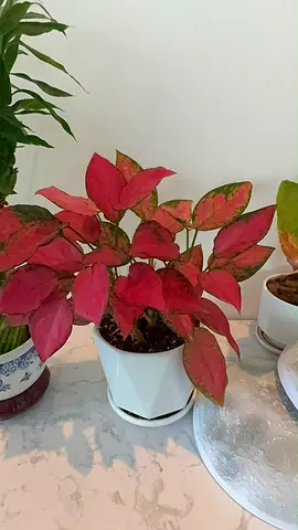 Pink Aglaonema (Chinese Evergreen) potted houseplant - healthy, medium