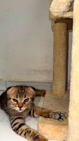 Cat (Scottish fold)