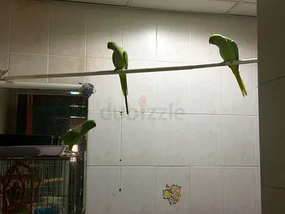 Indian green neck parrots
