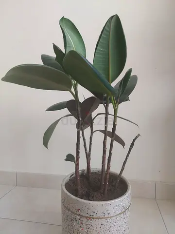 Rubber plant with terrazzo vase