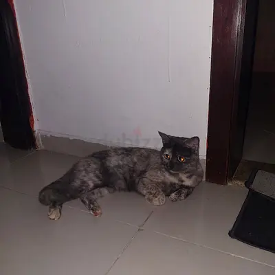 Friendly adult female cat available for adoption - calm indoor pet for 20 days