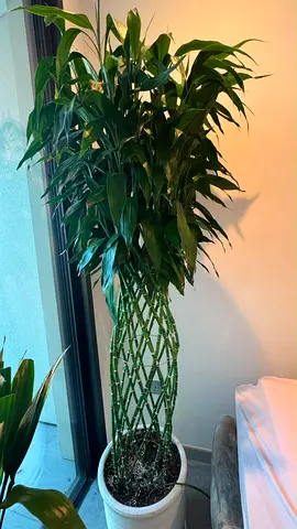 Large Braided Lucky Bamboo (Dracaena) in White Pot - Healthy Indoor Plant