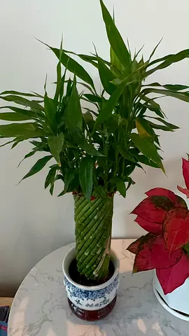 Live Lucky Bamboo Plant in Decorative Ceramic Pot
