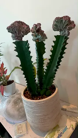 Live Euphorbia Lactea Cristata (Coral Cactus) in Decorative Pot - Healthy Indoor Plant