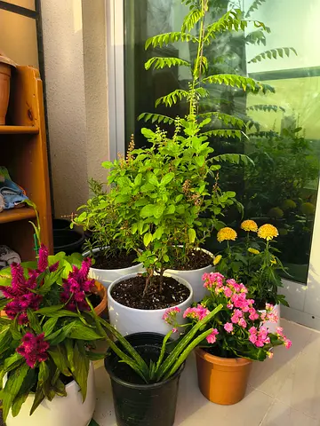 Plants