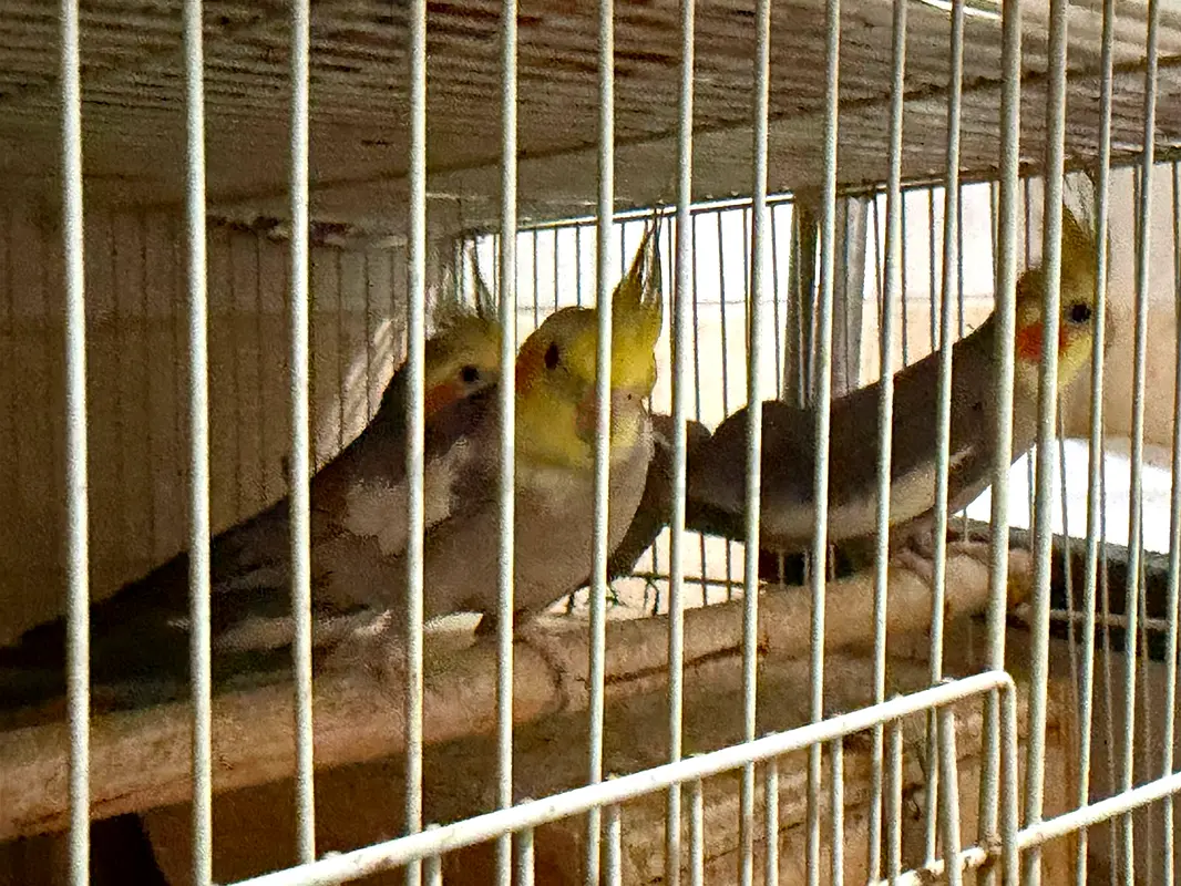 gallery-image