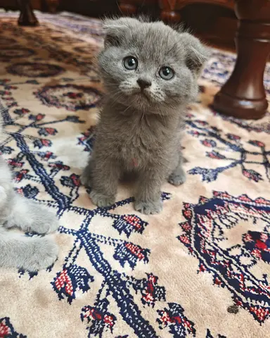 Scottish Fold