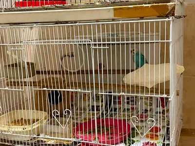 Budgie pair available