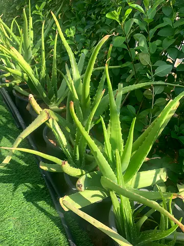 Healthy Aloe Vera Plants - Perfect for Garden or Indoor Use