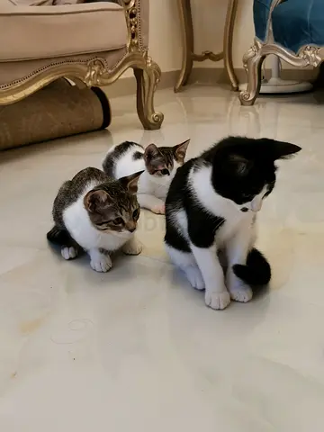 Adorable and playful kittens 💖🐾