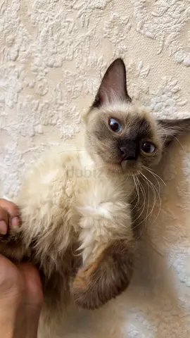 Cat for adoption
