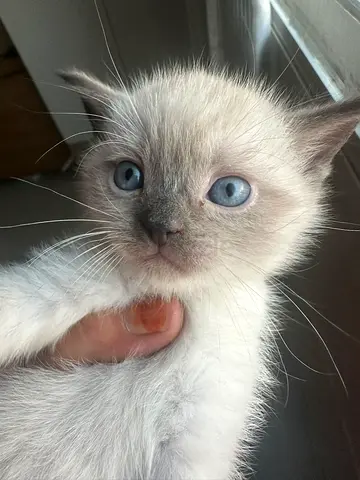 Beautiful Himalayan kitten six week old. litter trained,eating wet, dry food active and Beautiful