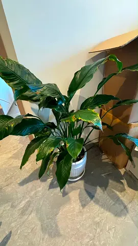 Large indoor peace lily plant in white pot - healthy and mature