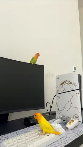 Two  love birds very healthy they don’t  bite they are 8 months old scared of humans