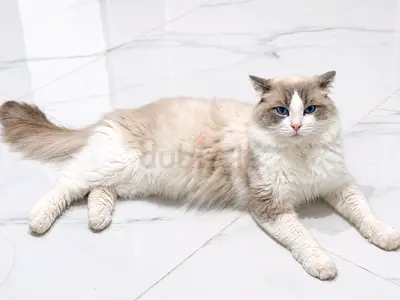 Ragdoll cat - 2 years old, gentle blue-eyed male