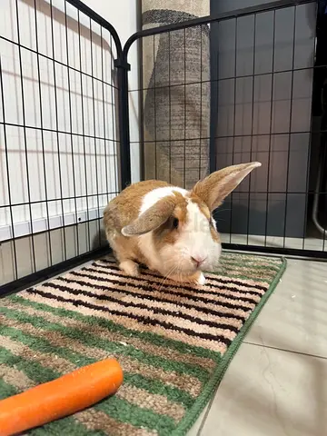 Dutch Rabit for adoption