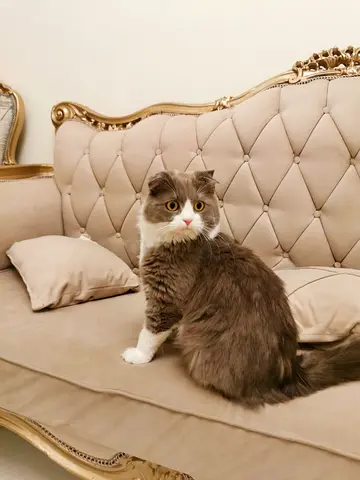 Brtish fold mixed Persian female gentle cat 💖🐾