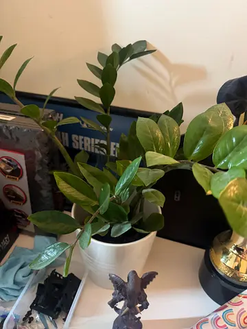 Plant zz