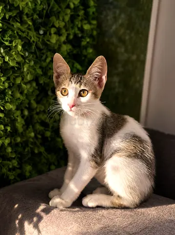 Female Kitten for Adoption – 2 Months Old