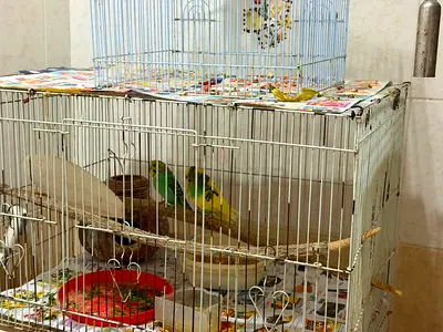 Budgies pair available