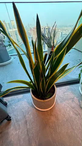 Large healthy Snake Plant (Sansevieria) in decorative pot - ready to move