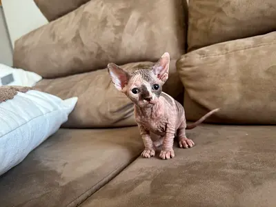 Sphynx healthy and playful kittens