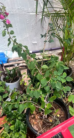 Healthy Potted Bougainvillea Plant with Pink Flowers