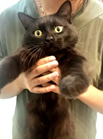Male cat for free adoption