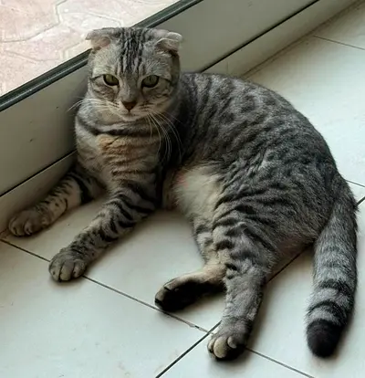 Bengal mix cat for free adoption
