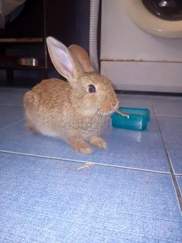 Rabbit for adoption