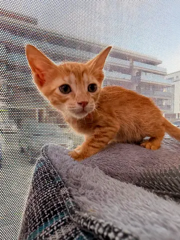 Rescued kittens for free adoption - Males