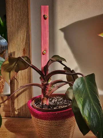 Pink princess philodendron indoor plant with jute basket and decor