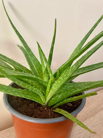 Aloe Vera