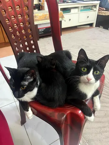 3 Friendly Kittens Ready for Adoption — Mixed Black & Tuxedo, Healthy