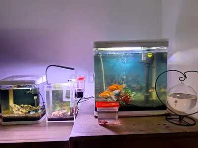 Aquariums sale with fishes