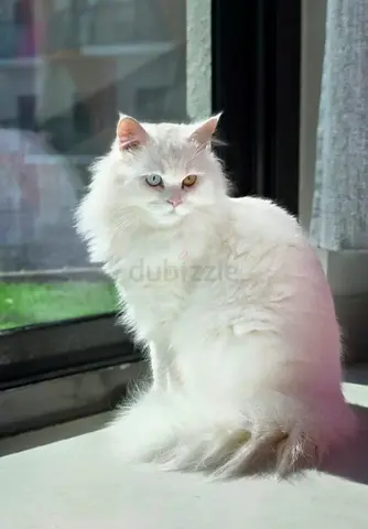 White Turkish angora Cat