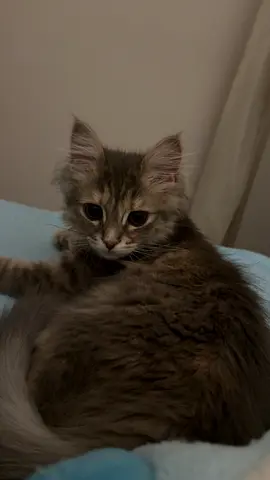Adopt cat