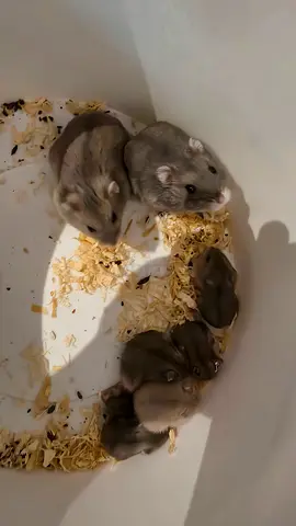 Baby Russian Dwarf Hamsters